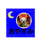 我が家のキュートくん！12（個別スタンプ：5）