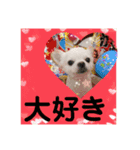 我が家のキュートくん！12（個別スタンプ：6）