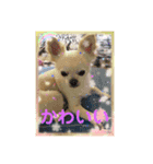 我が家のキュートくん！12（個別スタンプ：8）