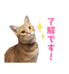 トラとチョビ（個別スタンプ：1）