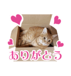 トラとチョビ（個別スタンプ：2）