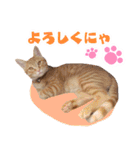 トラとチョビ（個別スタンプ：3）