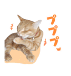 トラとチョビ（個別スタンプ：4）