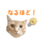 トラとチョビ（個別スタンプ：5）