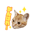 トラとチョビ（個別スタンプ：8）