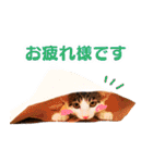トラとチョビ（個別スタンプ：12）