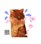 トラとチョビ（個別スタンプ：14）