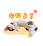 トラとチョビ（個別スタンプ：18）