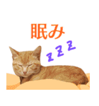 トラとチョビ（個別スタンプ：19）