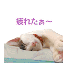 トラとチョビ（個別スタンプ：20）