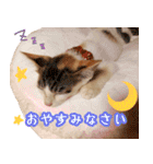 トラとチョビ（個別スタンプ：21）