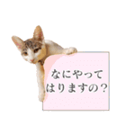 トラとチョビ（個別スタンプ：23）