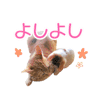 トラとチョビ（個別スタンプ：27）