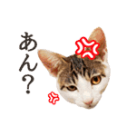 トラとチョビ（個別スタンプ：30）