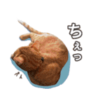 トラとチョビ（個別スタンプ：31）