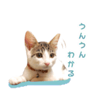 トラとチョビ（個別スタンプ：32）