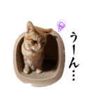 トラとチョビ（個別スタンプ：34）