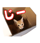 トラとチョビ（個別スタンプ：35）