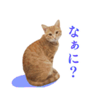 トラとチョビ（個別スタンプ：36）