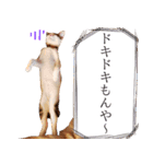 トラとチョビ（個別スタンプ：38）
