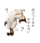 トラとチョビ（個別スタンプ：39）