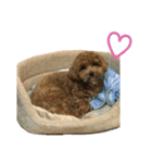 MARIA スタンプ（個別スタンプ：1）