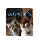 バロン＆アジュ（個別スタンプ：1）