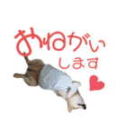 おちゃことななぺい（個別スタンプ：11）
