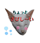 三角な猫5（個別スタンプ：2）