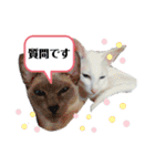 三角な猫5（個別スタンプ：4）