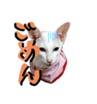 三角な猫5（個別スタンプ：6）