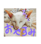 三角な猫5（個別スタンプ：8）