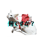 三角な猫5（個別スタンプ：13）