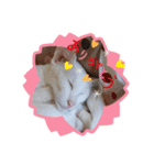 三角な猫5（個別スタンプ：15）