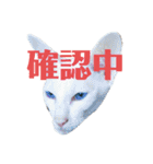 三角な猫5（個別スタンプ：16）