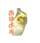 ぴぃちゃんのスタンプ（個別スタンプ：1）