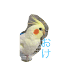 ぴぃちゃんのスタンプ（個別スタンプ：2）