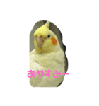ぴぃちゃんのスタンプ（個別スタンプ：3）