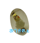 ぴぃちゃんのスタンプ（個別スタンプ：5）
