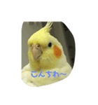 ぴぃちゃんのスタンプ（個別スタンプ：6）
