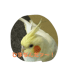 ぴぃちゃんのスタンプ（個別スタンプ：8）