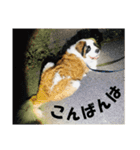セントバーナードのセロ2（個別スタンプ：6）