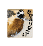 セントバーナードのセロ2（個別スタンプ：13）