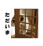 セントバーナードのセロ2（個別スタンプ：15）