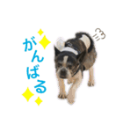 がくげん4（個別スタンプ：9）