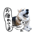 イラストとコラボのコーギー犬（個別スタンプ：4）