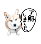 イラストとコラボのコーギー犬（個別スタンプ：5）