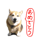 イラストとコラボのコーギー犬（個別スタンプ：6）