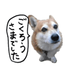 イラストとコラボのコーギー犬（個別スタンプ：11）