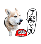 イラストとコラボのコーギー犬（個別スタンプ：12）